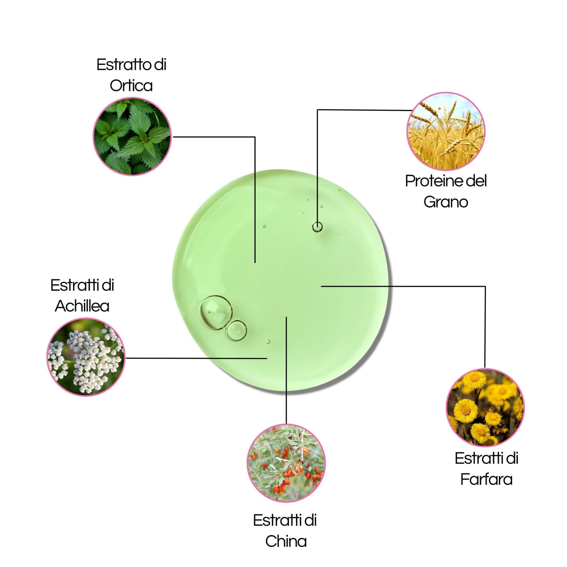 Infografica degli ingredienti della lozione gel capillare Claride Fitocosmesi: contiene estratto di ortica, proteine del grano, estratti di achillea, china e farfara.