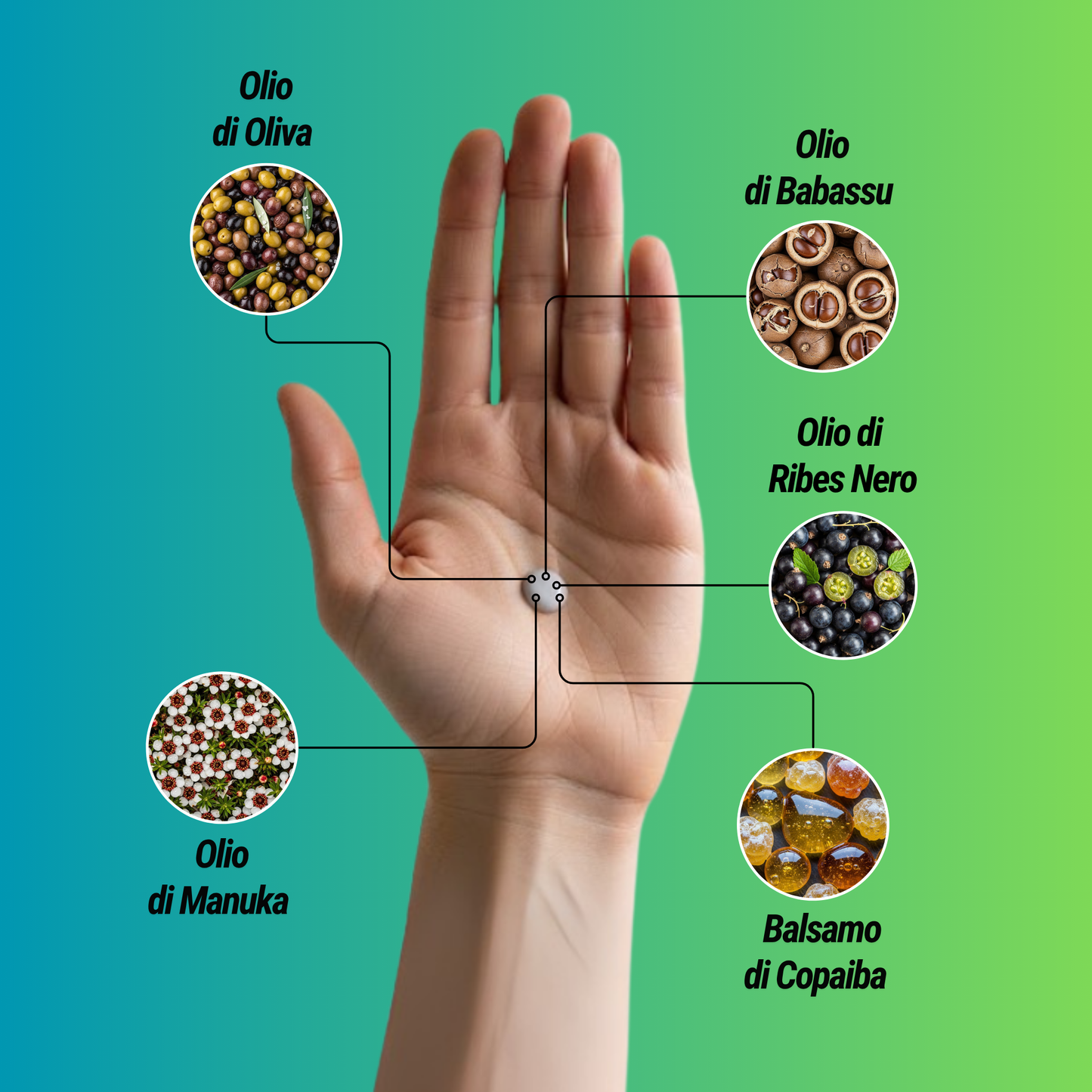 Illustrazione didattica su uno sfondo sfumato dal verde al blu. Una mano aperta è al centro, con linee che collegano un punto nel palmo a cinque cerchi contenenti immagini di ingredienti naturali: Olio di Oliva, Olio di Babassu, Olio di Ribes Nero, Olio di Manuka e Balsamo di Copaiba. L'immagine evidenzia gli oli e i balsami come componenti di un prodotto.